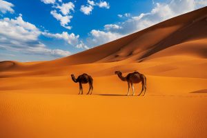 Merzouga Desert