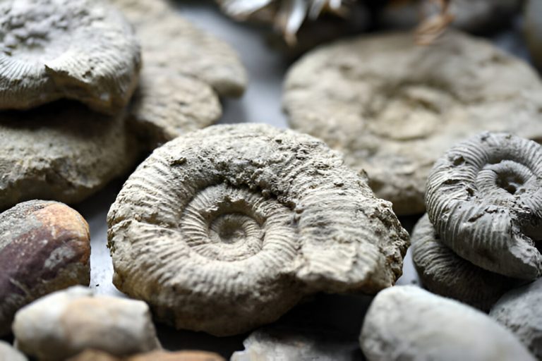 Morocco Fossils and Mineral Tours