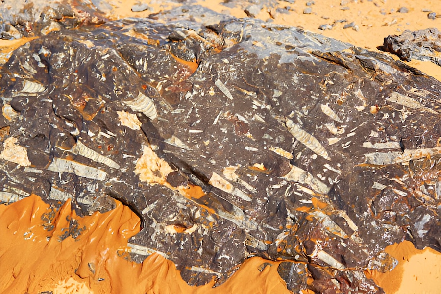 Marokko Fossielen en Mineralen Tours 2 Fossils Sahara Mrocco